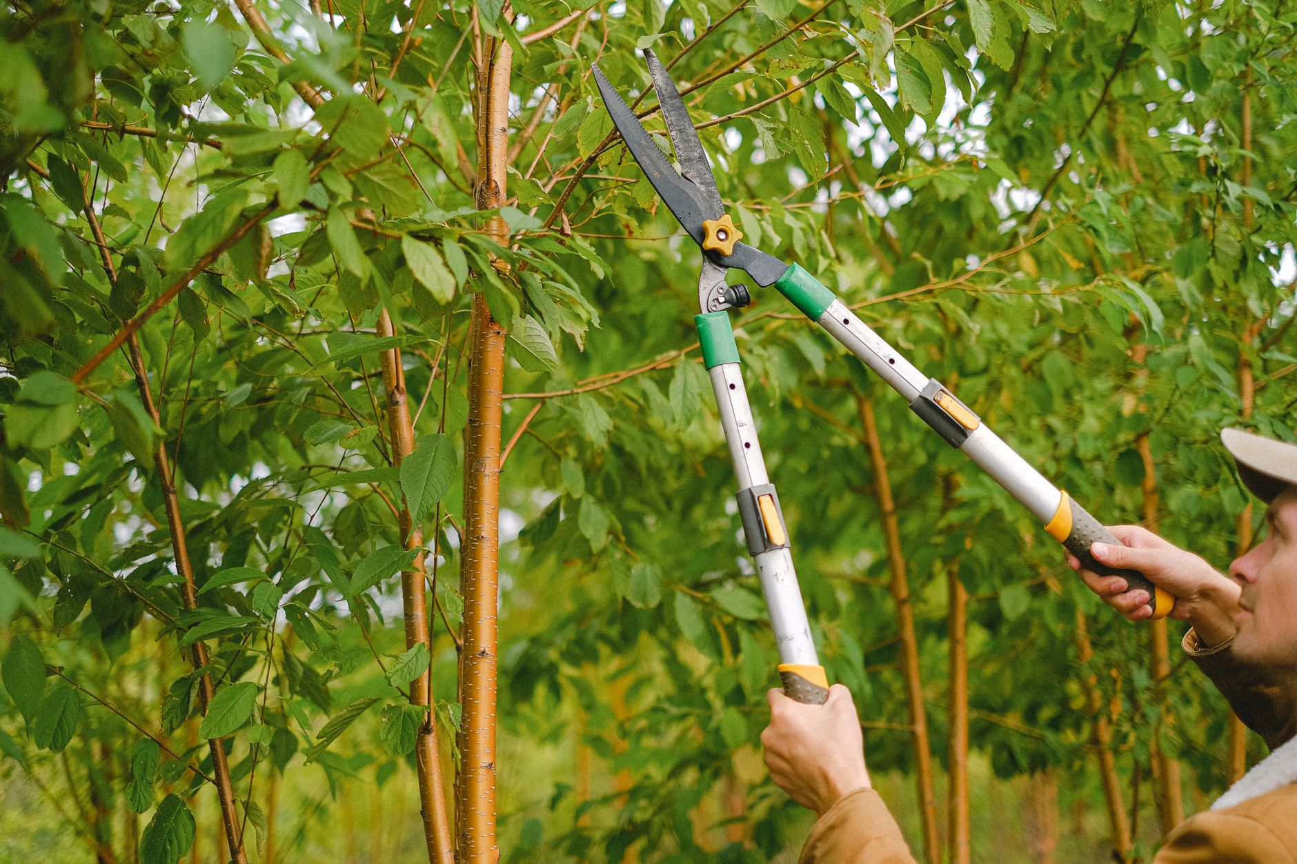 San Antonio Tree and Brush Removal at work