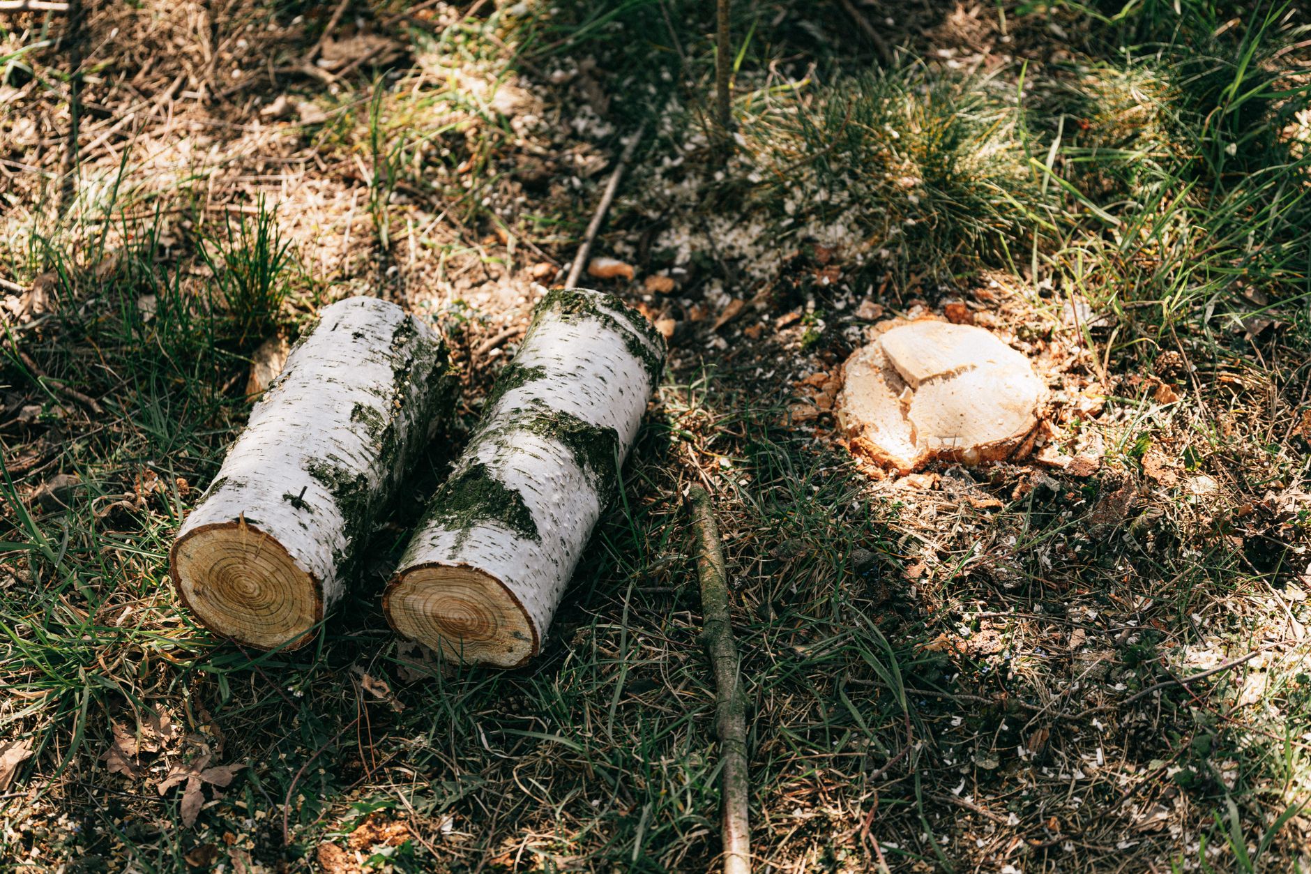 Tree Removal — San Antonio Tree and Brush Removal