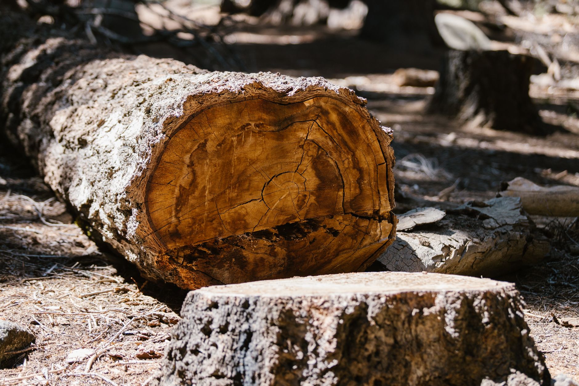 Stump Grinding — San Antonio Tree and Brush Removal